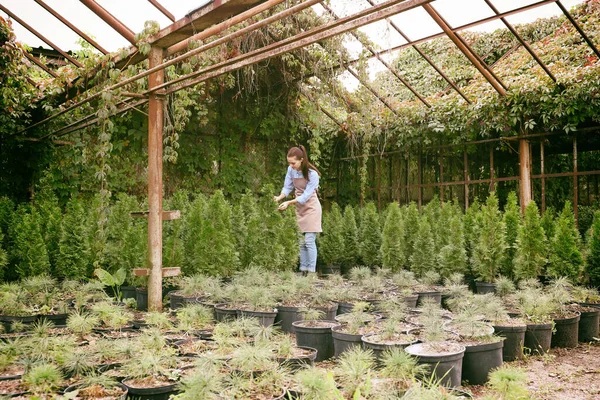 Pretty Young Gardener Looking Young Coniferous Plants Greenhouse — Stock Photo, Image