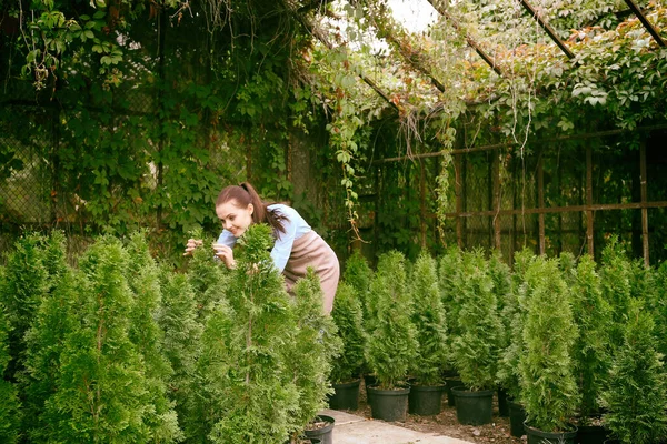 Pretty Young Gardener Looking Young Thuja Plants Greenhouse — Stock Photo, Image
