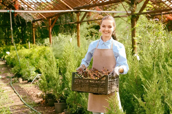 Bonito Jardinero Joven Con Plantas Decorativas Caja Plástico — Foto de Stock