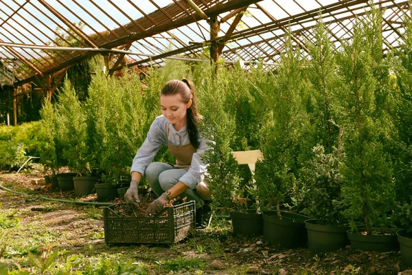 Bonito Jardinero Joven Cuidando Plantas Decorativas Caja Plástico — Foto de Stock