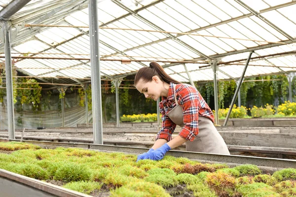 Bonito Jardinero Joven Cuidando Plantas Decorativas Invernadero — Foto de Stock