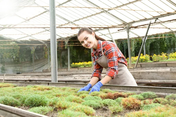 Bonito Jardinero Joven Cuidando Plantas Decorativas Invernadero — Foto de Stock