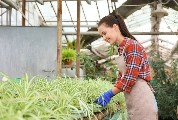 Pretty Gardener Looking Chlorophytum Greenhouse — Stock Photo, Image