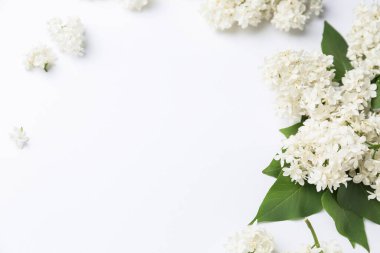 Beyaz arka planda güzel leylak çiçekleri