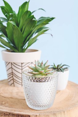 Açık renk arkaplana karşı yeşil ev bitkileri