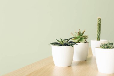 Masada farklı yeşil bitkiler