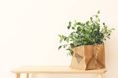 Masadaki yeşil bitki arka planda