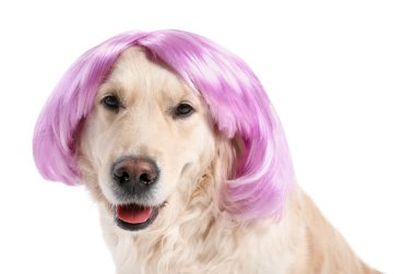 Beyaz arka planda peruklu komik köpek