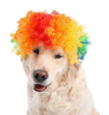 Beyaz arka planda peruklu komik köpek