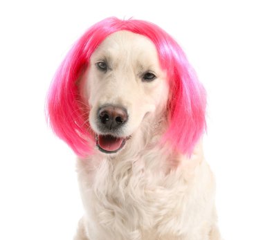 Beyaz arka planda peruklu komik köpek
