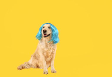 Renkli peruklu komik köpek