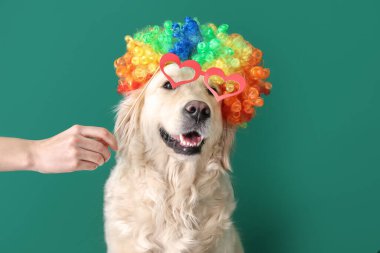 Peruklu ve arka planda kağıt gözlüklü komik köpek.