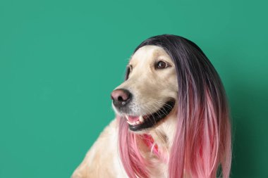 Renkli peruklu komik köpek