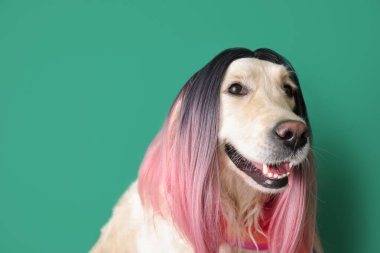 Renkli peruklu komik köpek