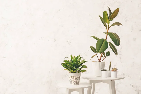 Green Houseplants Tables Light Background — Stock Photo, Image