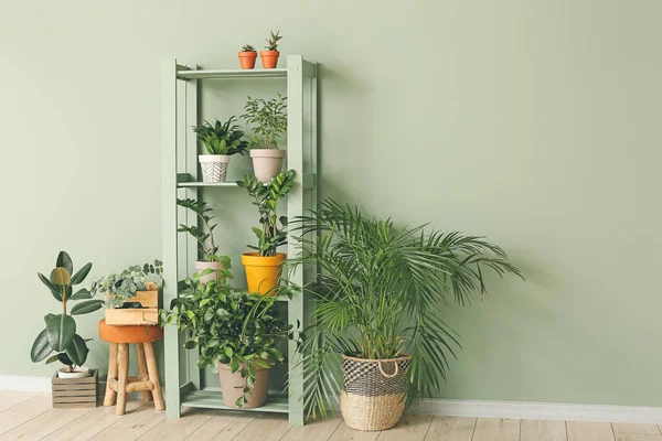 Green Houseplants Interior Room — Stock Photo, Image