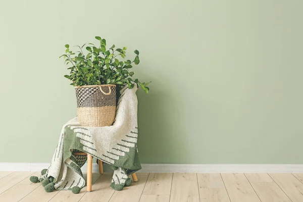 Green Houseplant Chair Color Wall — Stock Photo, Image