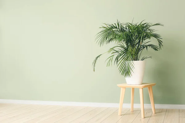 Green Palm Table Color Wall — Stock Photo, Image