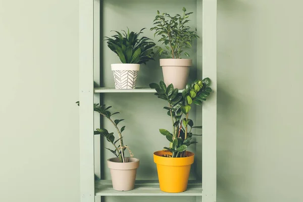 Plantas Casa Verdes Unidade Prateleira Perto Parede Cor — Fotografia de Stock