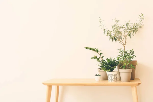 光を背景にテーブルの上の緑の観葉植物 — ストック写真