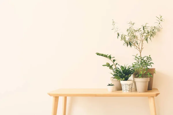 Groene Kamerplanten Tafel Tegen Lichte Achtergrond — Stockfoto