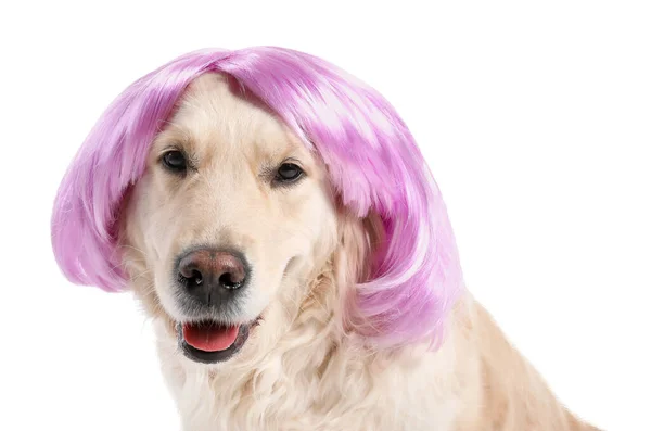 Смешная Собака Парике Белом Фоне — стоковое фото