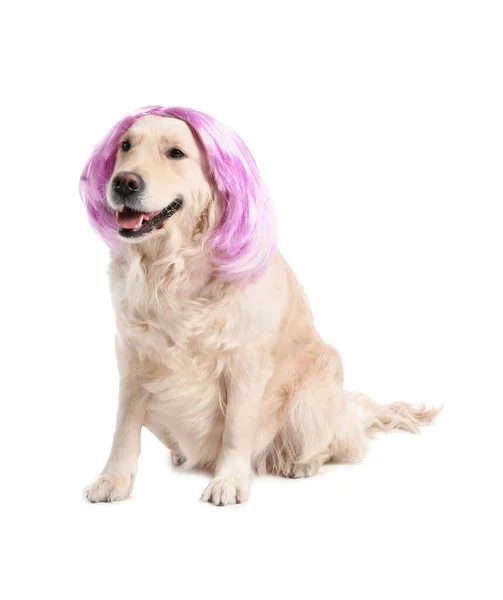 Смешная Собака Парике Белом Фоне — стоковое фото