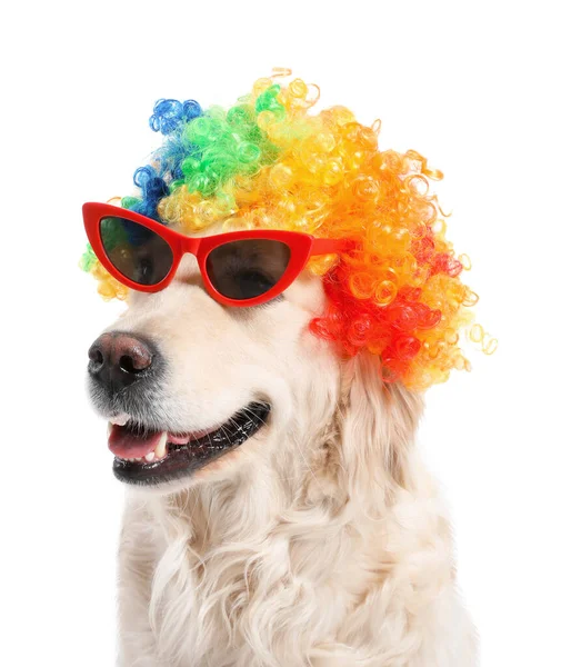 Zabawny Pies Peruce Okularach Przeciwsłonecznych Białym Tle — Zdjęcie stockowe