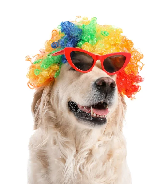 Vtipný Pes Paruce Slunečními Brýlemi Bílém Pozadí — Stock fotografie