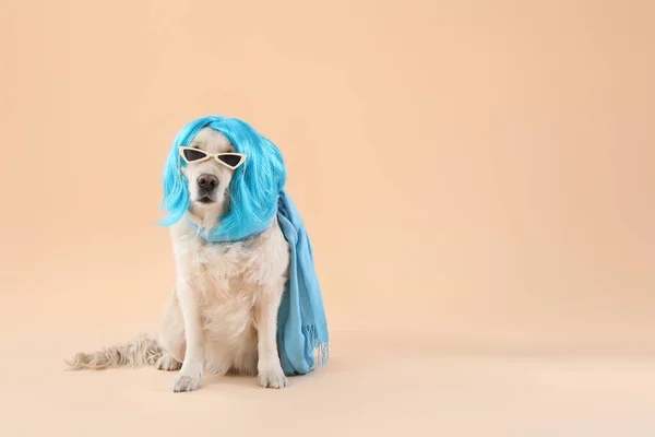 Śmieszny Pies Peruce Okularach Przeciwsłonecznych Tle Koloru — Zdjęcie stockowe