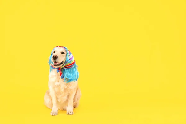 Śmieszny Pies Peruce Szaliku Tle Koloru — Zdjęcie stockowe