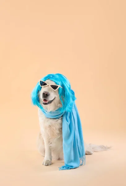 Забавная Собака Парике Солнечных Очках Цветном Фоне — стоковое фото