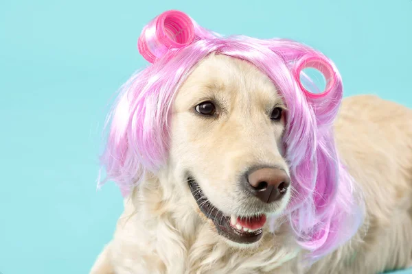 Забавні Собаки Вігваї Стрижки Волосся Кольоровому Фоні — стокове фото