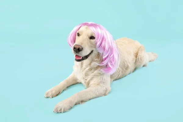 Смешная Собака Парике Цветном Фоне — стоковое фото
