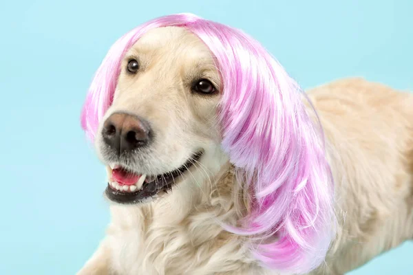 Śmieszny Pies Peruce Tle Koloru — Zdjęcie stockowe