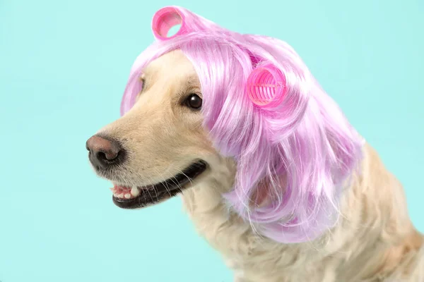 Cão Engraçado Peruca Encrespadores Cabelo Fundo Cor — Fotografia de Stock