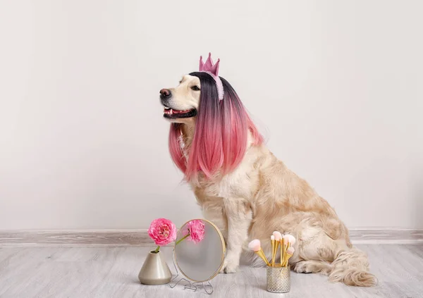 Zabawny Pies Peruce Dodatkami Kosmetycznymi Pomieszczeniach — Zdjęcie stockowe