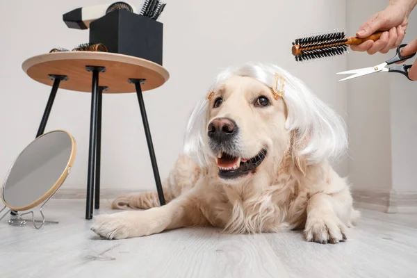 Female Groomer Taking Care Cute Dog Wig Indoors — Stock Photo, Image