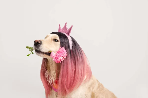 Cão Engraçado Peruca Com Flor Fundo Claro — Fotografia de Stock