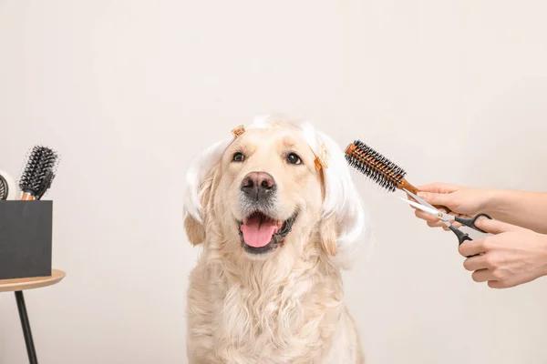Female Groomer Taking Care Cute Dog Wig Light Background — Stock Photo, Image