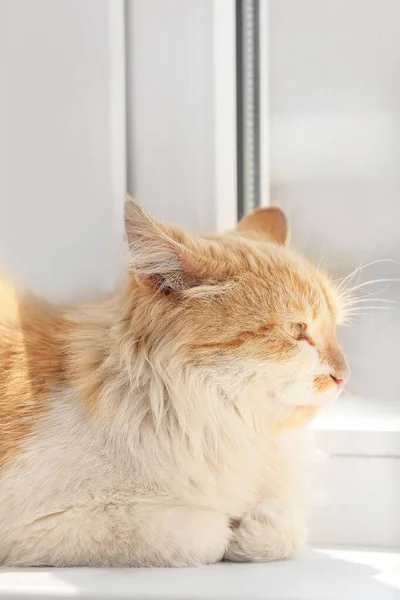 Cute Funny Cat Window Sill — Stock Photo, Image