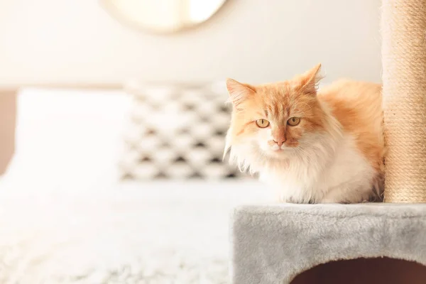 Cute Kot Pobliżu Drapanie Post Domu — Zdjęcie stockowe