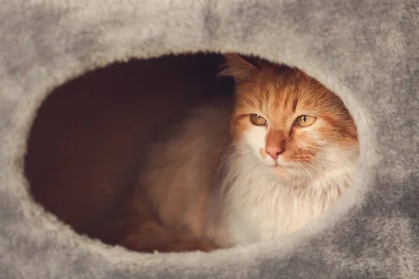 Roztomilý Legrační Kočka Skrývá Svém Domě — Stock fotografie