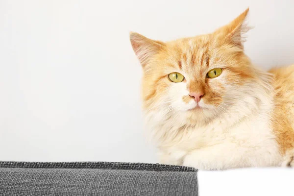 Şirin Komik Kedi Evde — Stok fotoğraf