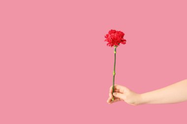 Renkli arka planda karanfil çiçeği olan kadın eli.