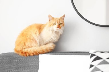 Şirin komik kedi evde