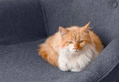 Koltuktaki sevimli komik kedi.