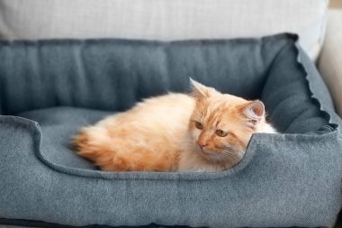 Evcil hayvan yatağında yatan sevimli komik kedi.