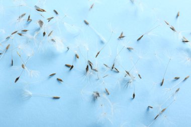 Renkli arkaplanda güzel karahindiba tohumları