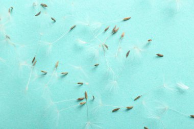 Renkli arkaplanda güzel karahindiba tohumları